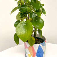 Clare Whitney Hand Painted Ceramic Pot