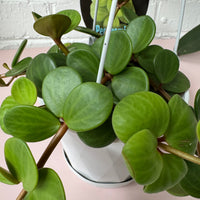 Peperomia deppeana x Peperomia quadrifolia 'Hope'