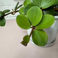 Peperomia deppeana x Peperomia quadrifolia 'Hope'