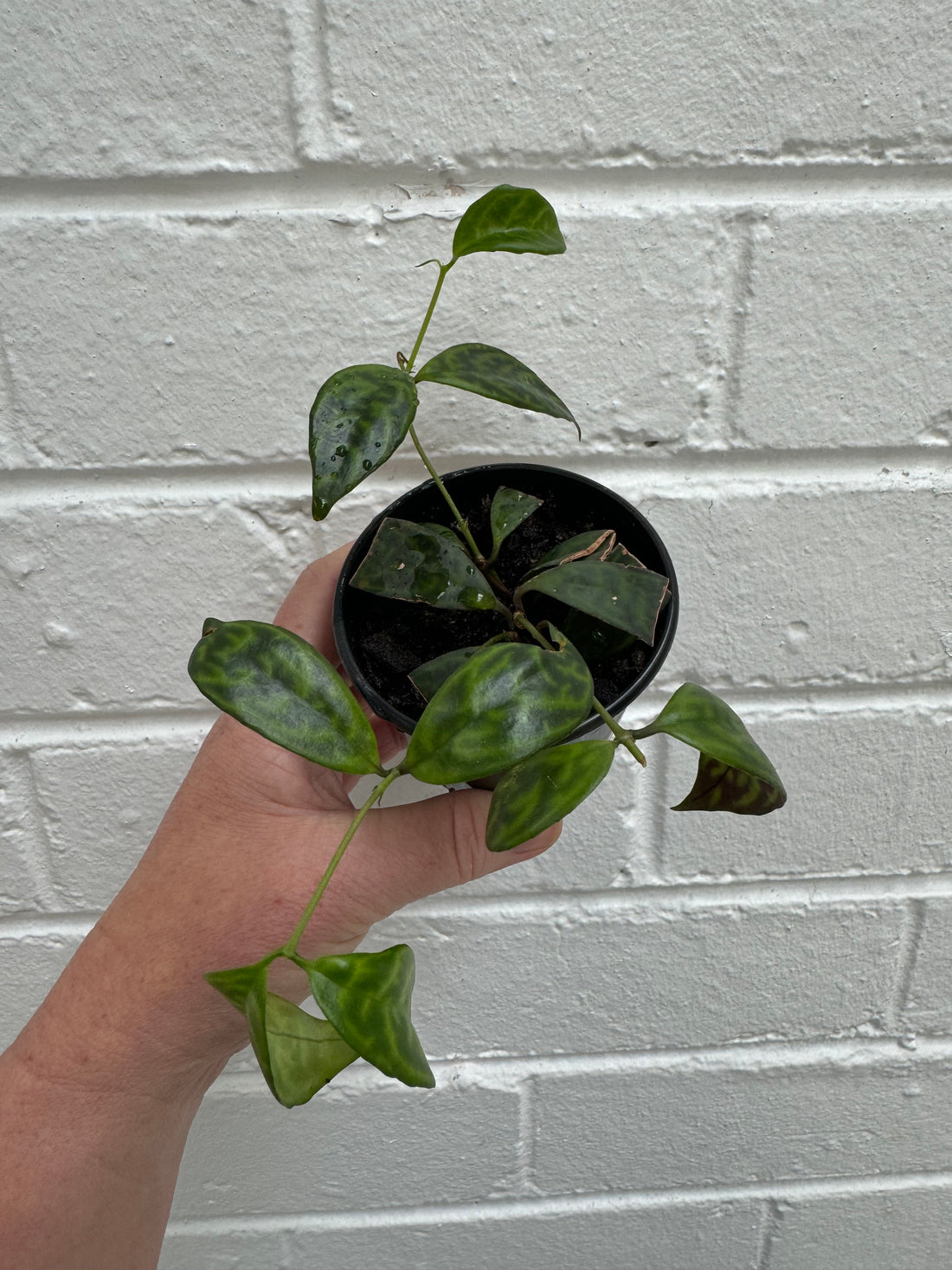 Aeschynanthus longicaulis | Black Pagoda