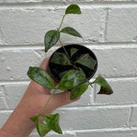 Aeschynanthus longicaulis | Black Pagoda