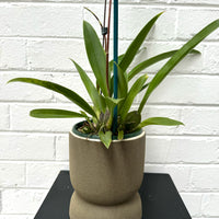 Zelglossoda Calico Gem Green Valley + Olive Chino Pot