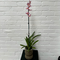Zelglossoda Calico Gem Green Valley + Olive Chino Pot