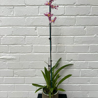Zelglossoda Calico Gem Green Valley + Olive Chino Pot