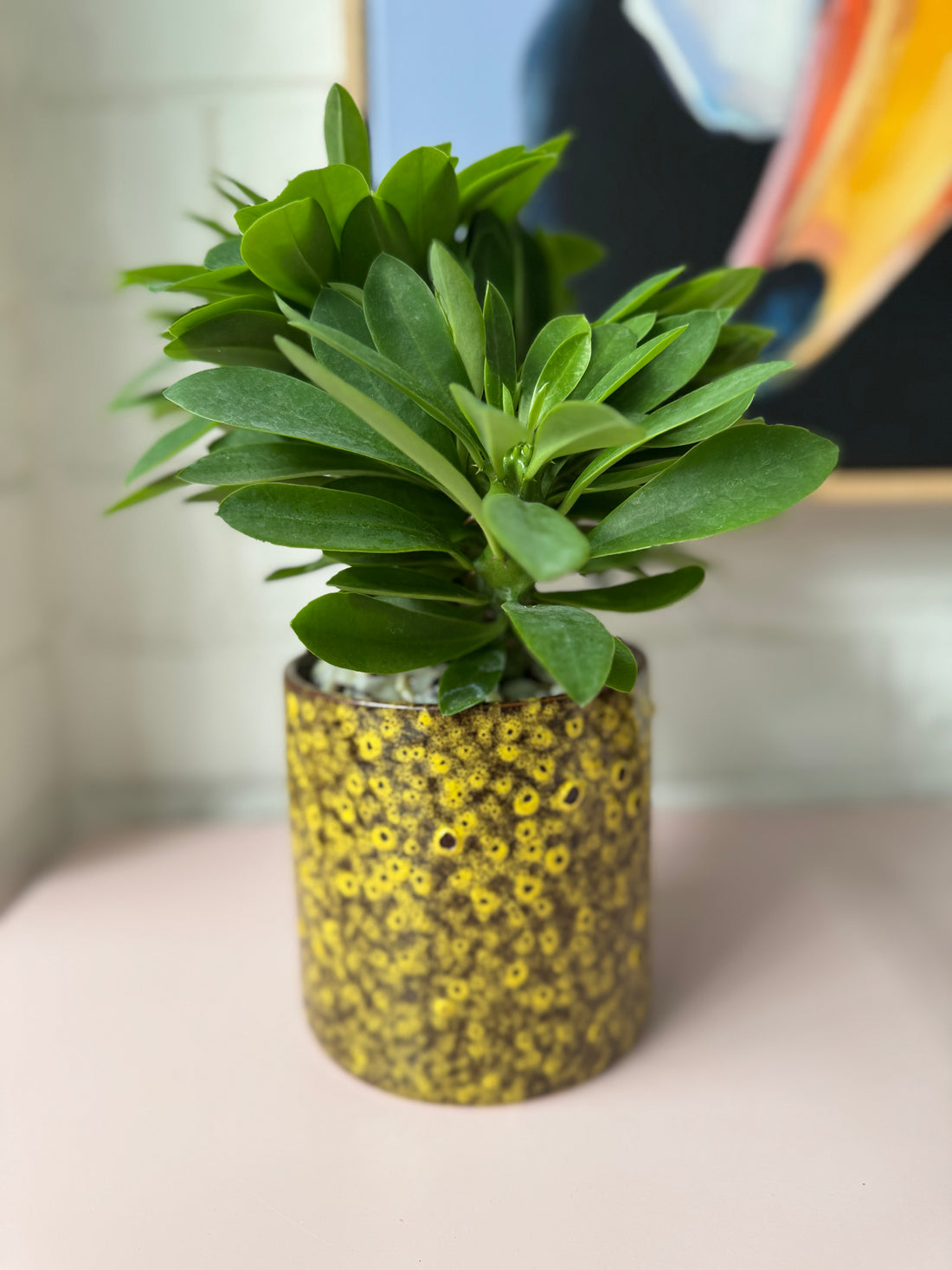 Euphorbia succulenta syn. Monadenium stapeioides in decorative ceramic pot