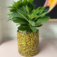 Euphorbia succulenta syn. Monadenium stapeioides in decorative ceramic pot