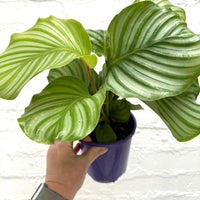 Calathea orbifolia + Mr Kitly combo