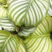 Calathea orbifolia + Mr Kitly combo