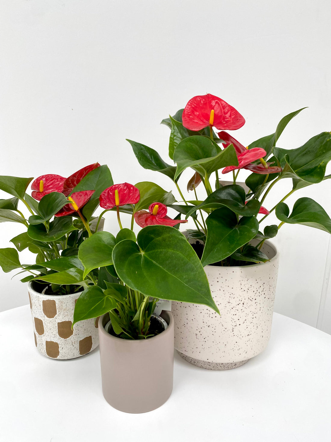 Anthurium + Pot combo