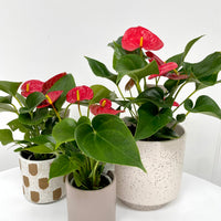 Anthurium + Pot combo
