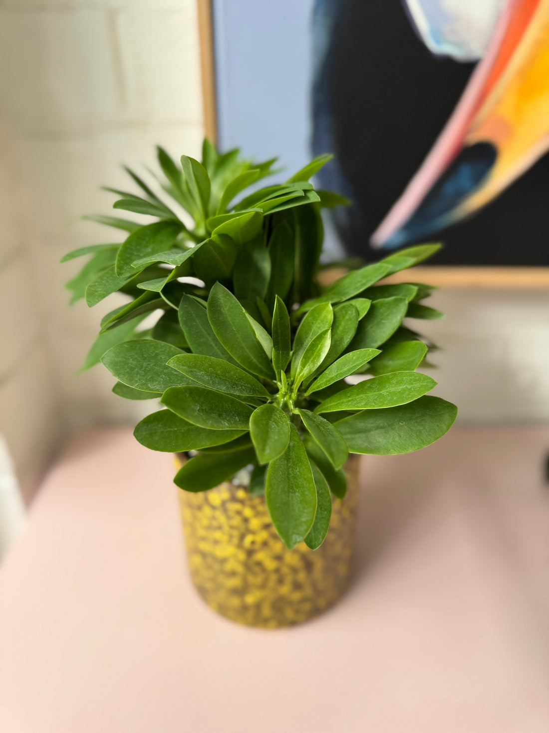 Euphorbia succulenta syn. Monadenium stapeioides in decorative ceramic pot