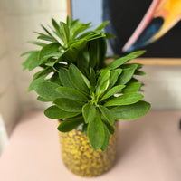 Euphorbia succulenta syn. Monadenium stapeioides in decorative ceramic pot