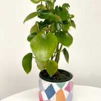 Clare Whitney Hand Painted Pot | pedestal