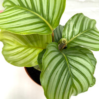 Calathea orbifolia + Mr Kitly combo