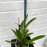 Zelglossoda Calico Gem Green Valley + Olive Chino Pot