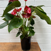 Anthurium + Pot combo