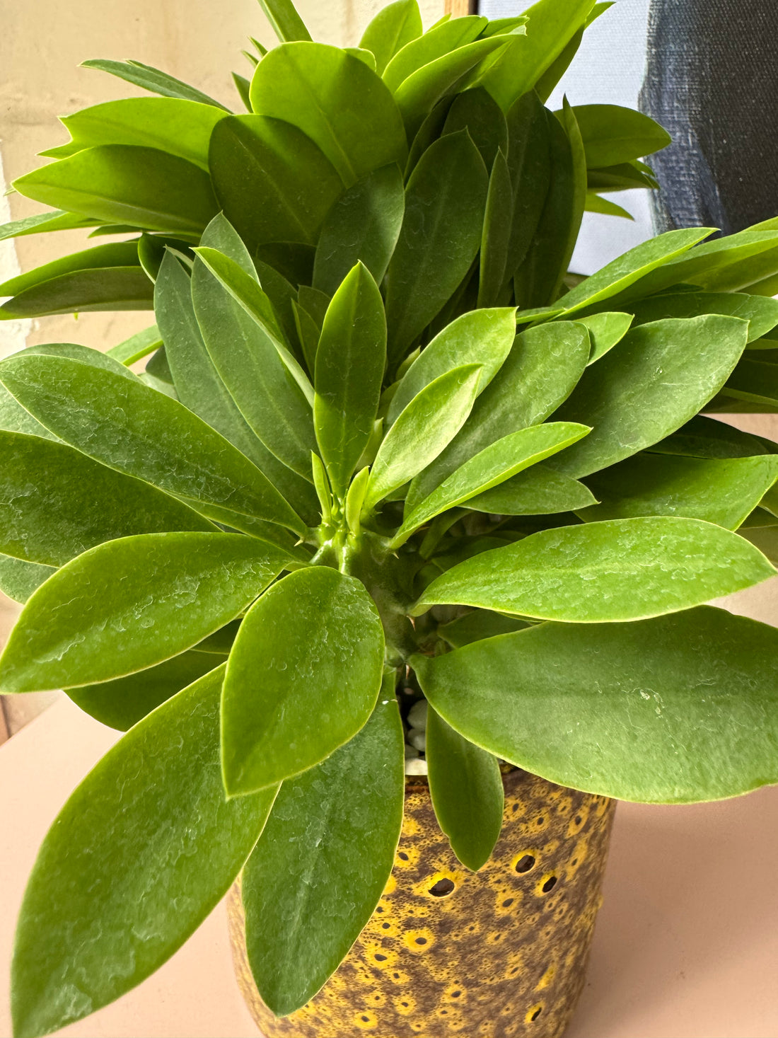 Euphorbia succulenta syn. Monadenium stapeioides in decorative ceramic pot