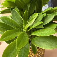 Euphorbia succulenta syn. Monadenium stapeioides in decorative ceramic pot