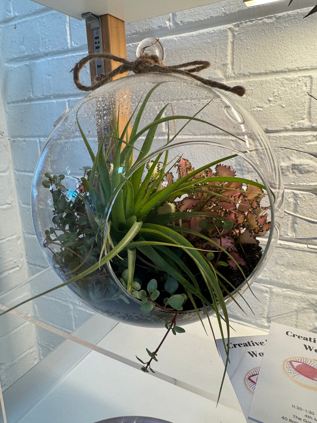 20cm Hanging Terrarium