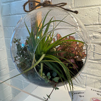 20cm Hanging Terrarium