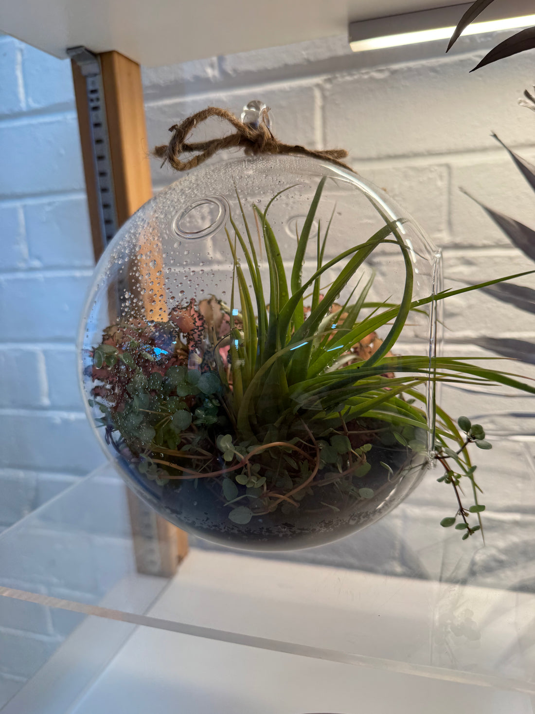 20cm Hanging Terrarium