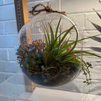 20cm Hanging Terrarium