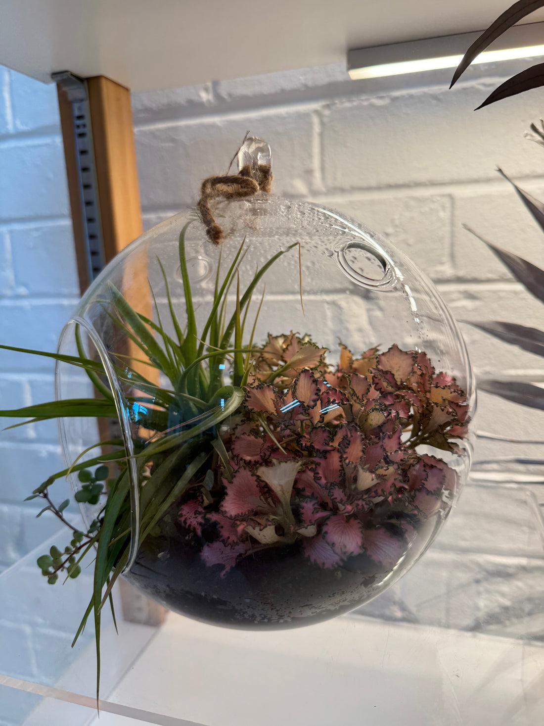 20cm Hanging Terrarium
