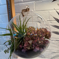 20cm Hanging Terrarium