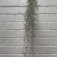 Old Man’s Whiskers - Tillandsia usneoides