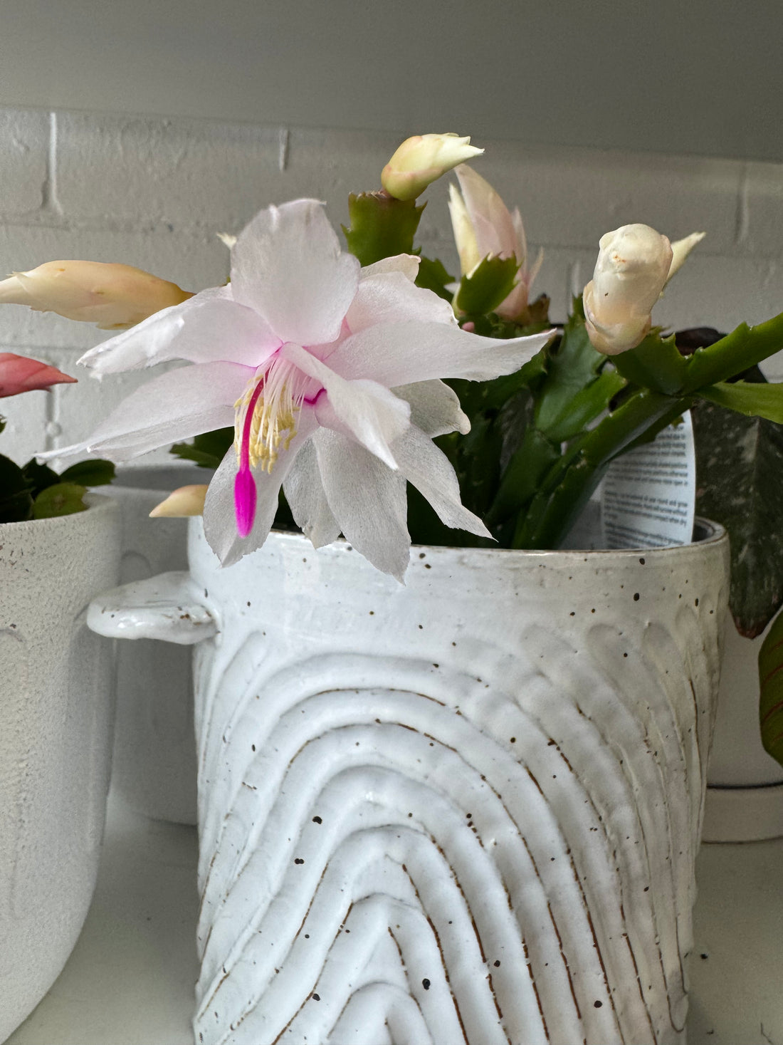 Zygocactus