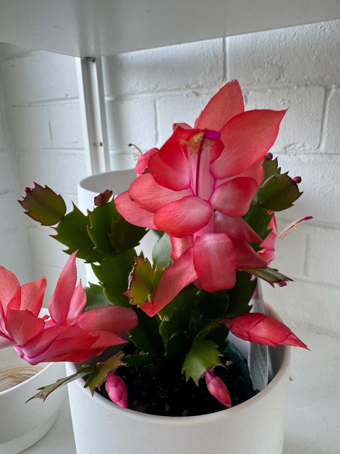 Zygocactus