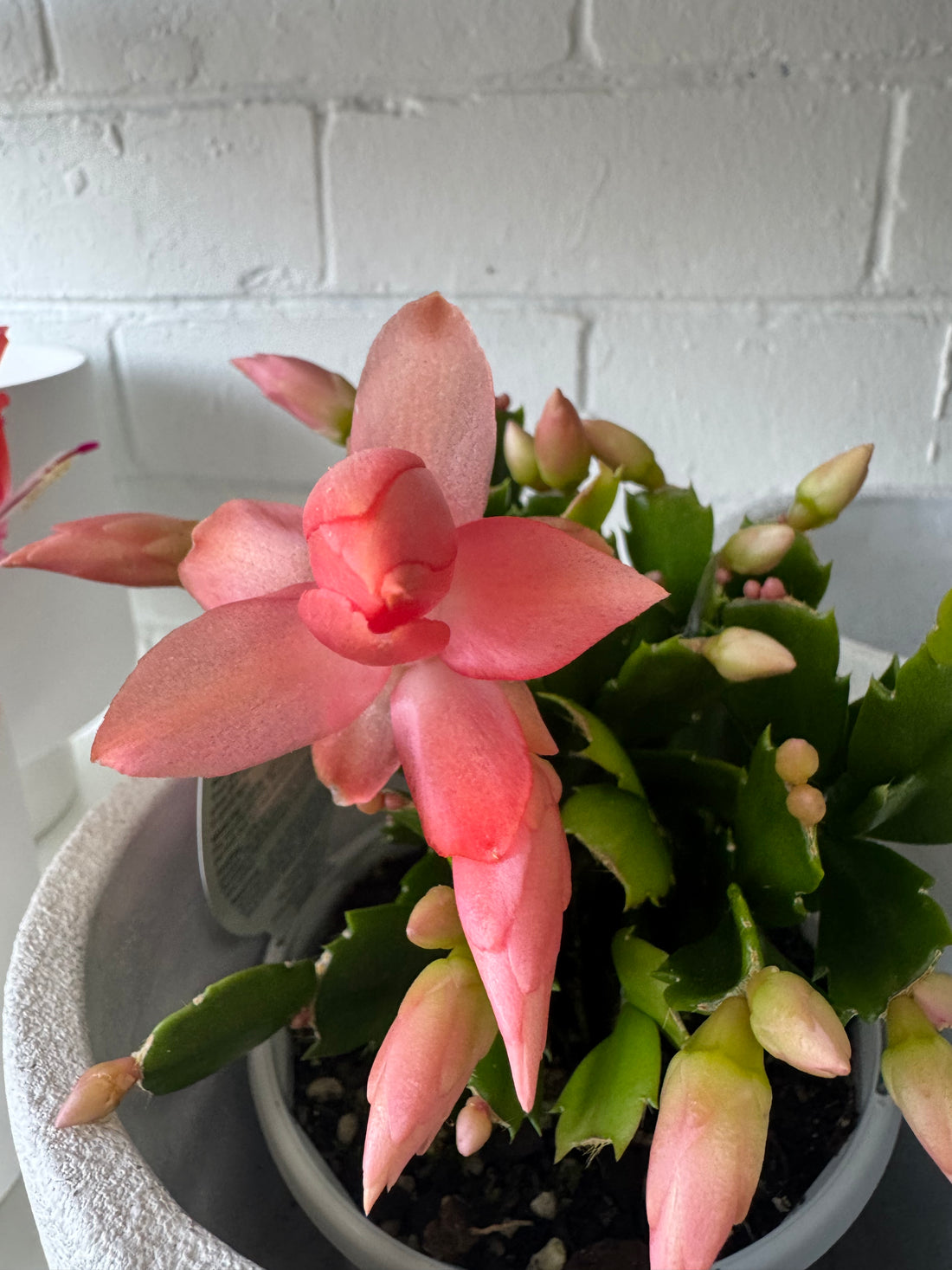 Zygocactus