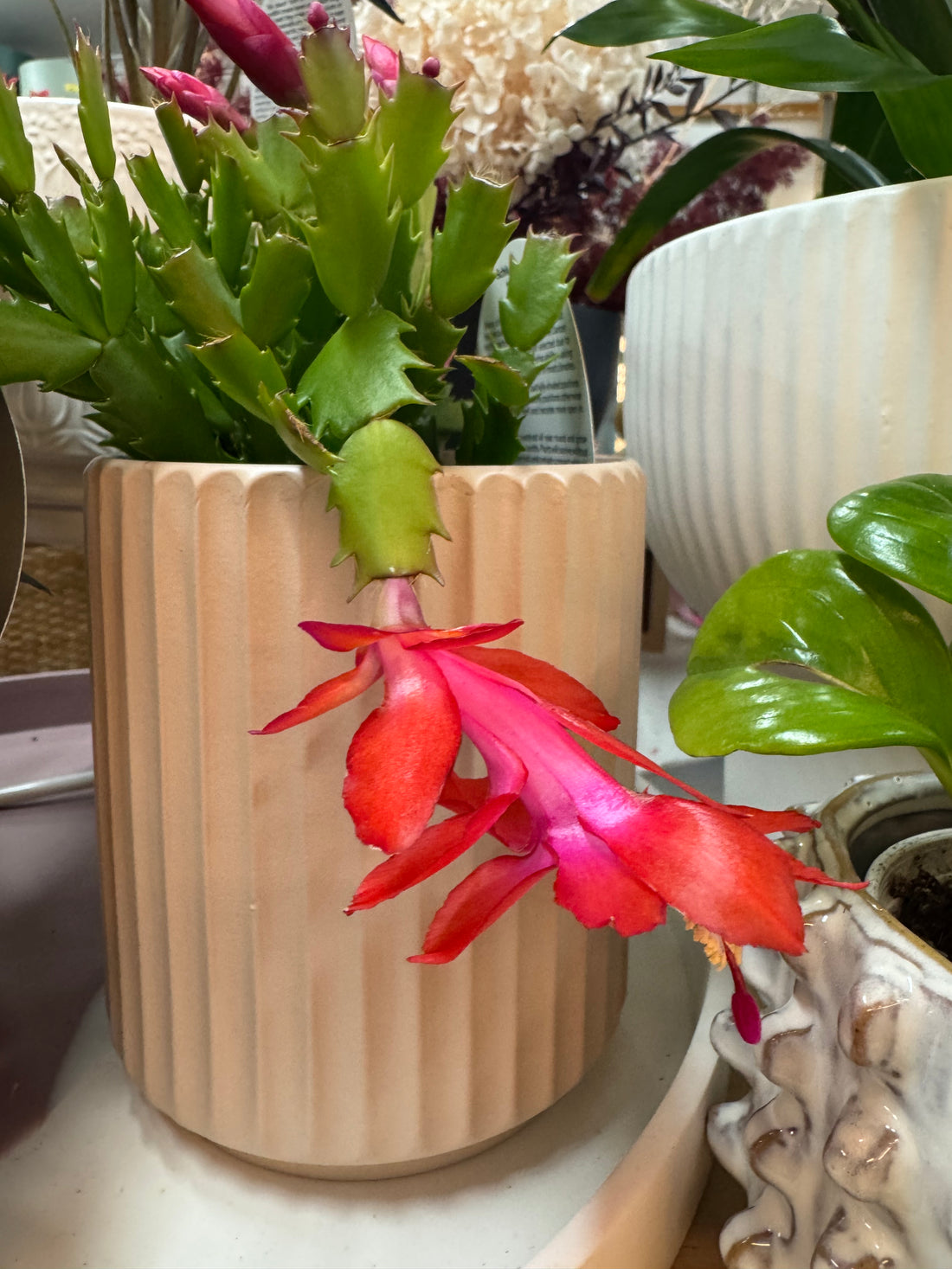 Zygocactus