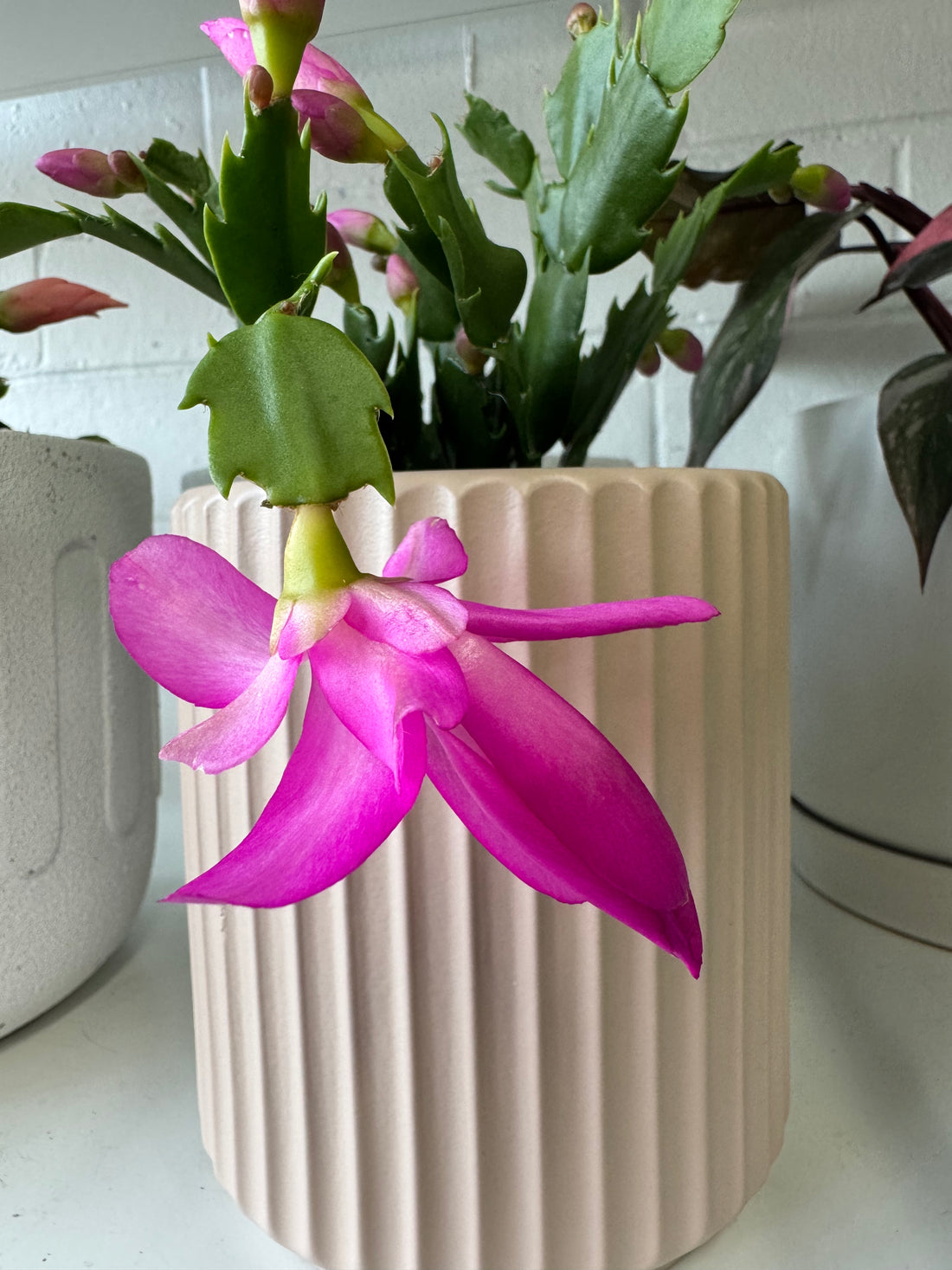 Zygocactus