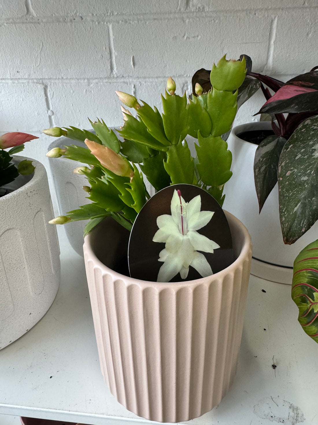 Zygocactus