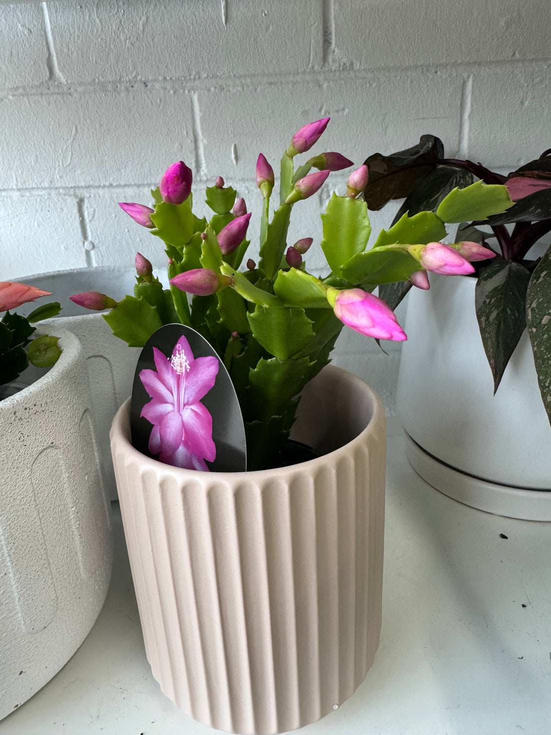 Zygocactus