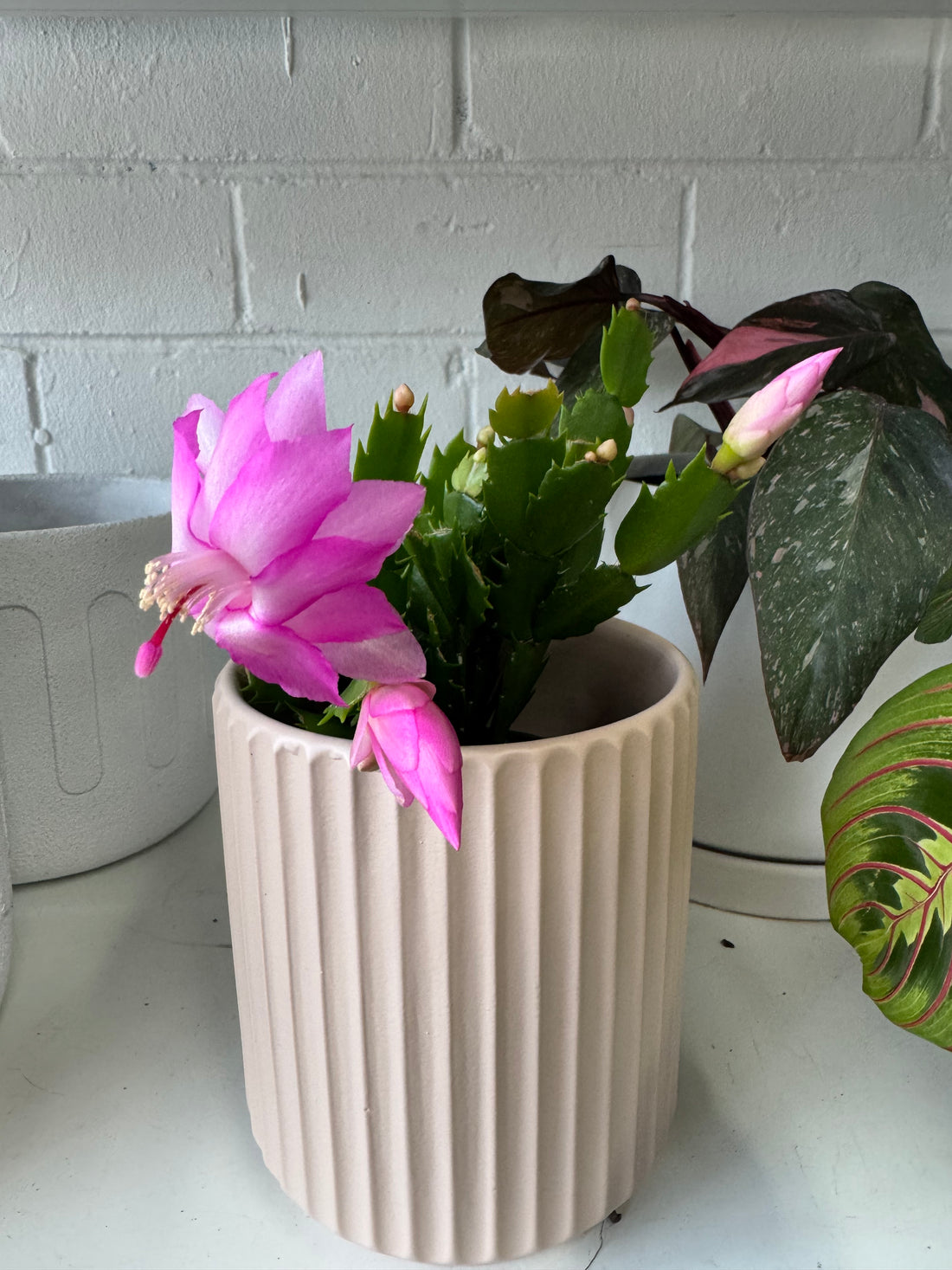 Zygocactus