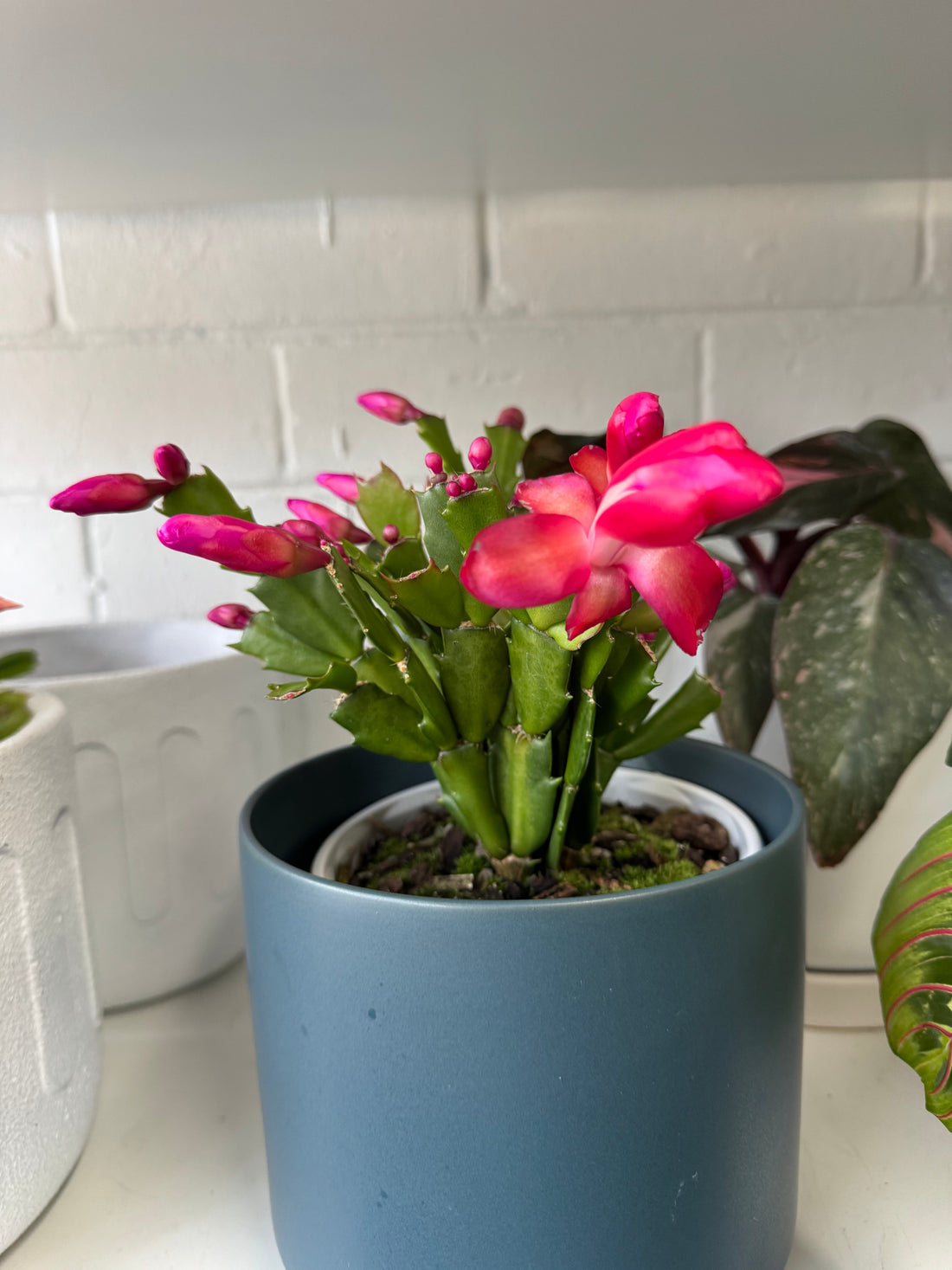 Zygocactus