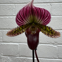 Slipper Orchid + Ellen Designs Fancy Cake Planter COMBO