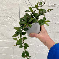 Hoya lacunosa Splash