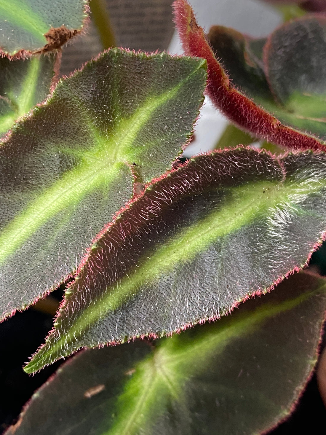 Begonia listada | The Striped Begonia