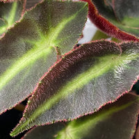 Begonia listada | The Striped Begonia