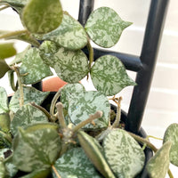 Hoya curtsii Thailand Form | 203