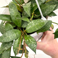 Hoya lacunosa Splash