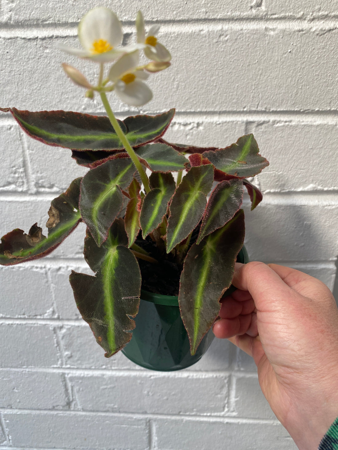 Begonia listada | The Striped Begonia