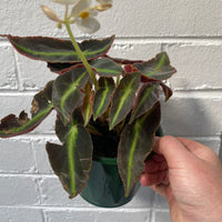 Begonia listada | The Striped Begonia