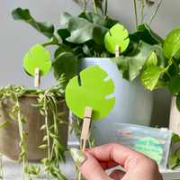 Monstera shaped sticky traps | 10 pack