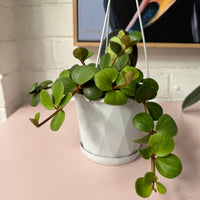 Peperomia deppeana x Peperomia quadrifolia 'Hope'