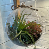 20cm Hanging Terrarium
