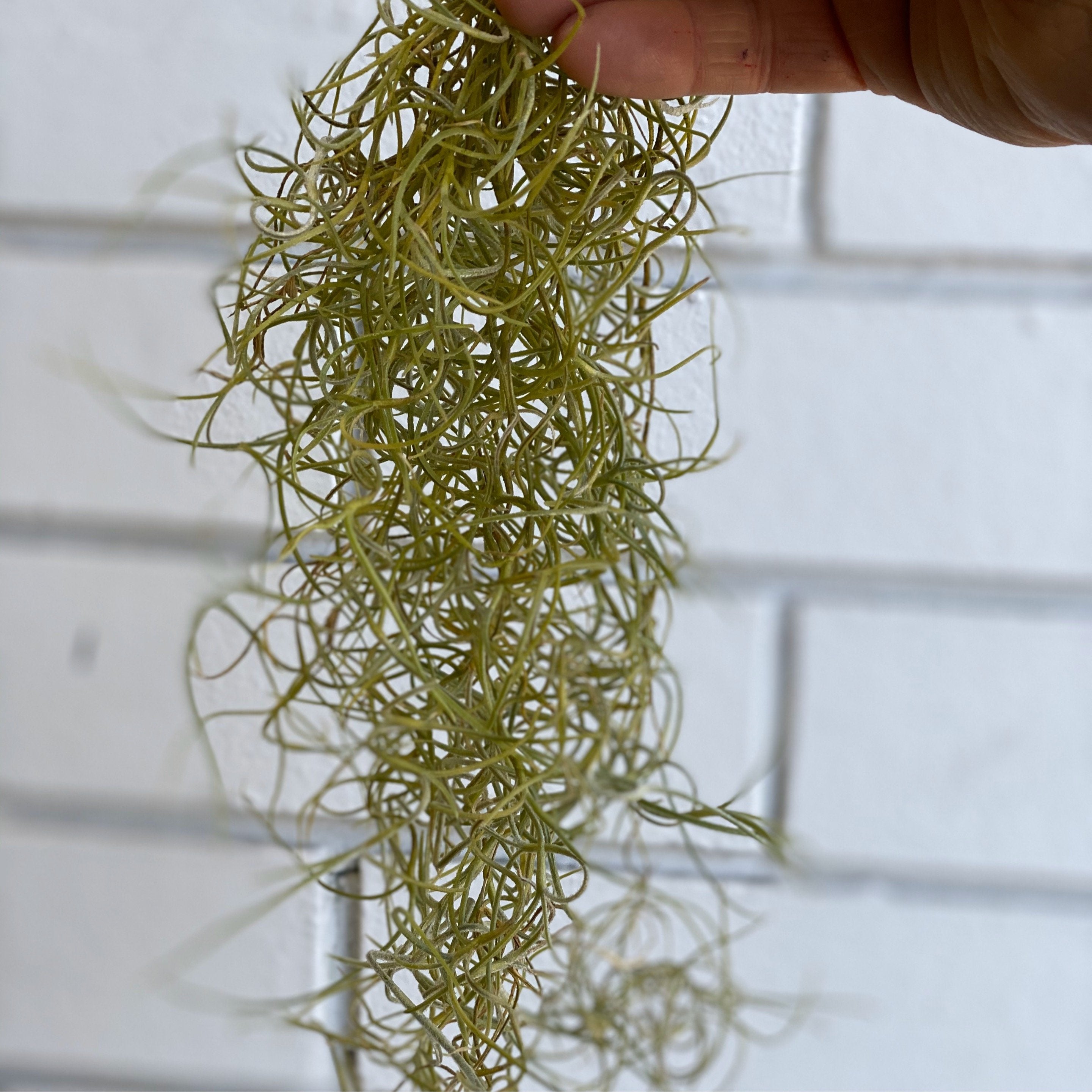 old man's whiskers air plant Old Man's Whiskers